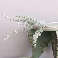 Yapay Çiçek Pastel Karlı Okaliptus 48 cm  5dallı Uzun Dal Eucalyptus