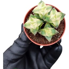 Smyrna Garden Düğme Dizisi Sukulent / 5,5 cm Saksıda / Crassula Perforata Variegata Succulent / Alacalı Sarı