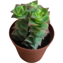 Smyrna Garden Düğme Dizisi Sukulent / 5,5 cm Saksıda / Crassula Perforata Variegata Succulent / Alacalı Sarı