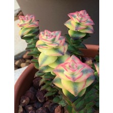 Smyrna Garden Düğme Dizisi Sukulent / 5,5 cm Saksıda / Crassula Perforata Variegata Succulent / Alacalı Sarı
