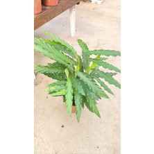 Calathea Mix 60-70 cm Ev Ofis Salon Bitkisi