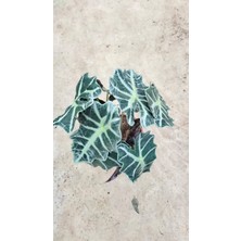 Alocasia Fil Kulağı 50-60 cm Ofis Salon Ev Bitkisi