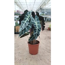 Alocasia Fil Kulağı 50-60 cm Ofis Salon Ev Bitkisi