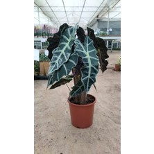 Alocasia Fil Kulağı 50-60 cm Ofis Salon Ev Bitkisi