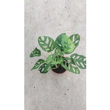My Çiçekçim Deve Tabanı Monkey 25-50 cm Ev Ofis Salon Bitkisi