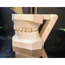 Insan Anatomisi Diş Çene Modeli Eğitici Maket Fen ve Biyoloji Dersleri Deney Maketi 2'li