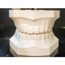 Insan Anatomisi Diş Çene Modeli Eğitici Maket Fen ve Biyoloji Dersleri Deney Maketi 2'li