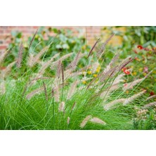 TNC Garden Groups Pennisetum Çalısı 20'li Set