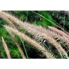TNC Garden Groups Pennisetum Çalısı 20'li Set