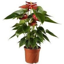 Antoryum Çiçeği Filamingo Çiçeği Anthurium Red Winner Ev Bitkisi Ofis Bitkisi Salon Bitkisi