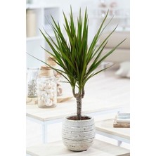 Dracaena Marginata - Dekoratif Saksılı Madagaskar Dragon Ağacı Canlı Salon Bitkisi - 50-60 cm