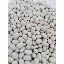 Kuru Fasulye Şeker Cinsi