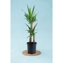 Yucca Bitkisi - Yuka Çiçeği Çift Gövde 100-110 cm Canlı Ev Bitkisi Ofis, Salon Bitkisi Iç Mekan