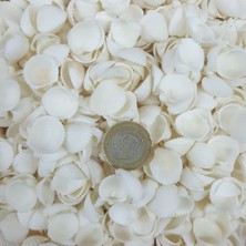 Clam Rose Cochles -Orta Deniz Kabuğu (500 Gr)