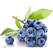 4kbahçedünyası-Yabanmersini Fidanı