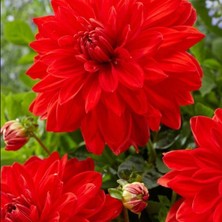 Ev Ve Bahçe Aynı Yıl Çiçek Açan İri Çiçekli Red Neo Dahlia Yumrusu (1 Adet)