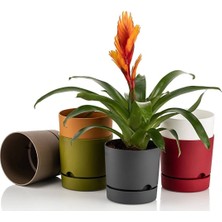 Begonya 21 Antrasit Saksı