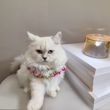Lady Fify Kedi Köpek Için Beyaz Ebruli Yakalık