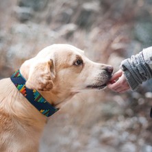 Zeynep Birinci El İşçiliği Hakiki Deri Köpek Tasması