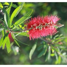 TNC Garden Groups Fırça Çalısı Callistemon 10 Adet