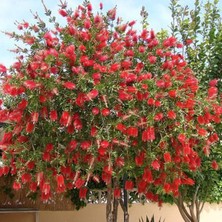 TNC Garden Groups Fırça Çalısı Callistemon 10 Adet