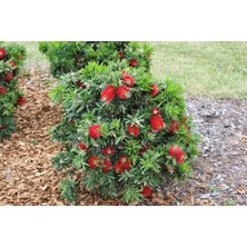 TNC Garden Groups Fırça Çalısı Callistemon 10 Adet