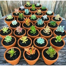 Smyrna Garden Terracotta Saksı / 10 Tane / Çömlek Saksı / 6 cm Boy / 6,5 cm Çap / Iskandinav / Dekoratif