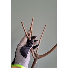 Vixpet Venty Duvar Tipi Papağan Tüneği 64 cm | Muhabbet, Forpus, Sevda, Cennet, Kakariki İçin İdeal Seçim - M270