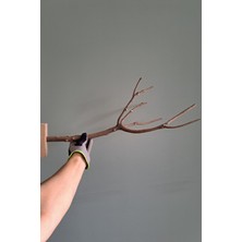Vixpet Venty Duvar Tipi Papağan Tüneği 64 cm | Muhabbet, Forpus, Sevda, Cennet, Kakariki İçin İdeal Seçim - M270