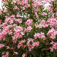 TNC Garden Groups Zakkum Nerium Oleander 60-80 cm 20 Adet
