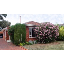 TNC Garden Groups Zakkum Nerium Oleander 60-80 cm 20 Adet