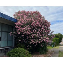 TNC Garden Groups Zakkum Nerium Oleander 60-80 cm 20 Adet