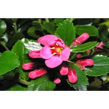 TNC Garden Groups Eskolonya  Pembe Çiçekli - Escallonia Cardinallis 3 Adet