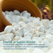 ODN Beyaz Dolomit Taş Dere Çakıl Taşı Bahçe Peyzaj Süs Taşı Saksı Teraryum Akvaryum Saksı Dipleri Kar Beyaz Taşlar