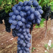 Kokulu Kurutmalık Kan Üzümü Kilis Karası Üzüm Fidanı