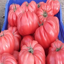 Çok Iri Meyveli Yarı Sırık Az 81 Dilimli Dev Meyveli Pembe Domates Fidesi (5 Adet)