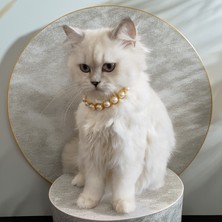 Lady Fify Kedi Köpek Için Sarmaşık Inci Kolye / Takı
