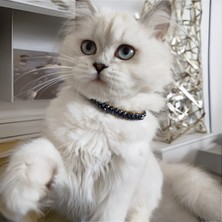 Lady Fify Kedi Köpek Için Gecenin Rengi Kolye / Takı