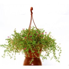 Tunç Botanik Askılı Çiçek Saksısı 10 Adet 18 cm - Makrome Saksı (Kiremit Renk)