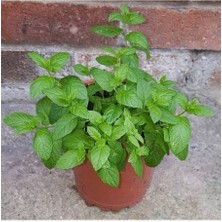 Fidan & Peyzaj - Nane Fidesi (Saksılı)