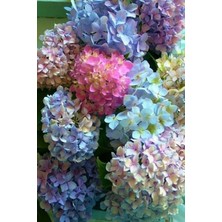 Isparta Gülü Ortanca Çiçeği Fidanı Karışık Renkli Cinsi [hydrangea Macrobhylla]