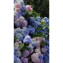 Isparta Gülü Ortanca Çiçeği Fidanı Karışık Renkli Cinsi [hydrangea Macrobhylla]