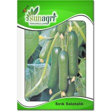 Bytkurt Sunagri Sırık Salatalık Tohumu - Hıyar Sırık - Açık Tarla ve Sera Için Yüksek Verimli