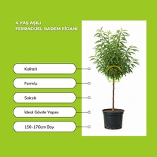 4 Yaş Aşılı Ferraduel Badem Fidanı