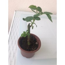 Isparta Gülü Saksılı Yediveren Sarı Katmerli Sarmaşık Gül Fidanı 5 Adet 10-20 cm