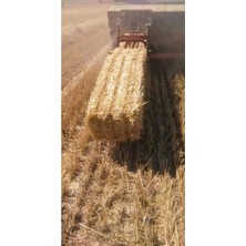 Canbaydogal Urunler 500 gr Arpa Samanı - Kemirgen Otu - Kuş Otu - Folluk Otu - Sürüngen Otu - Yavrulama Altlığı