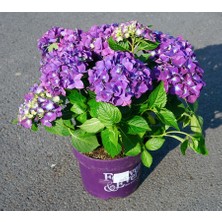 Ortanca – Hydrangea Macrophylla 20-40cm -Mor