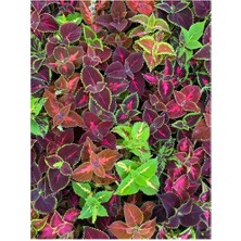 Isparta Gülü Yaprak Güzeli Yaprak Güzeli Çiçeği Fidanı 10-20 Cm