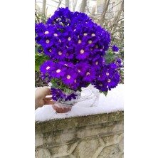 The Best Online Mor Renk Sineralya ( Sindirella ) Çiçeği