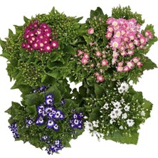 The Best Online Sürpriz Renk Sineralya ( Sindirella ) Çiçeği